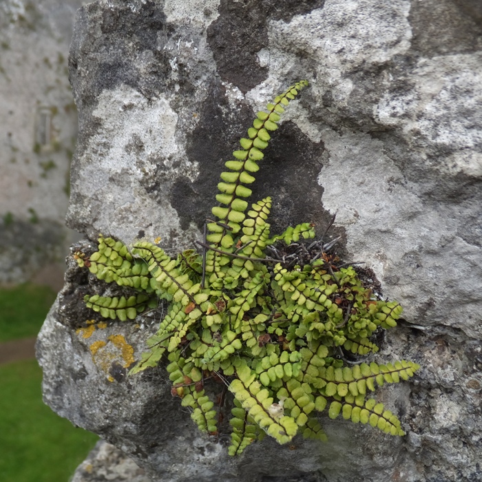 Plant growing out of the wall