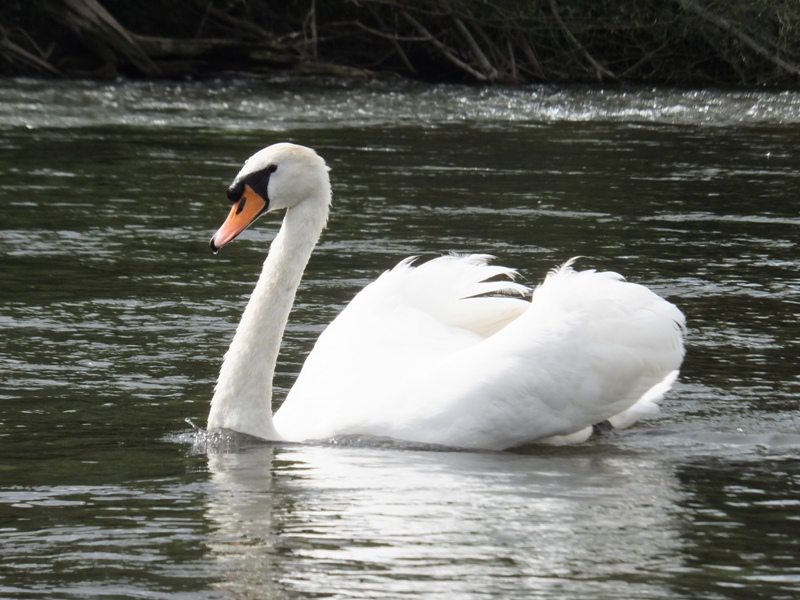 Mute swan