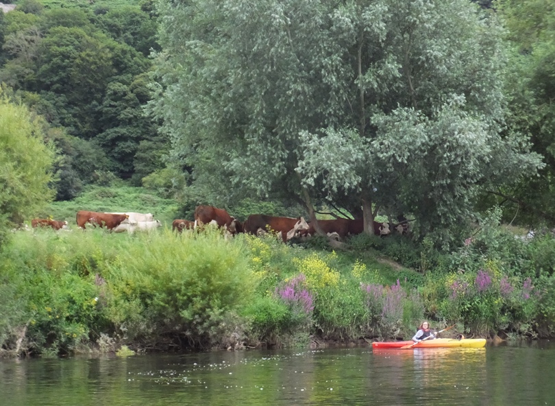 Norma in her kayak with Hereford cattle behind