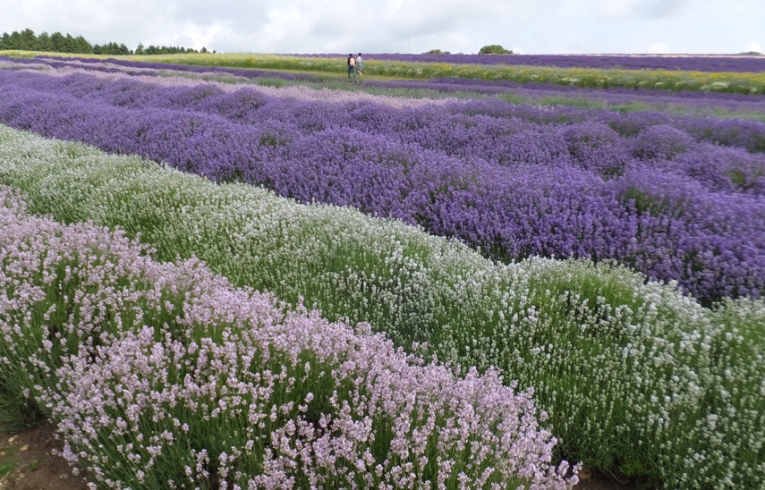 Rows of different shade of lavender