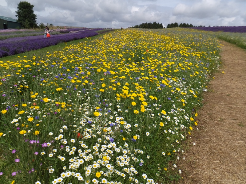Different colors of wildflowers