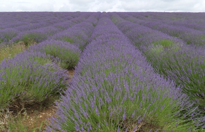 Lavenders as far as the eye can see