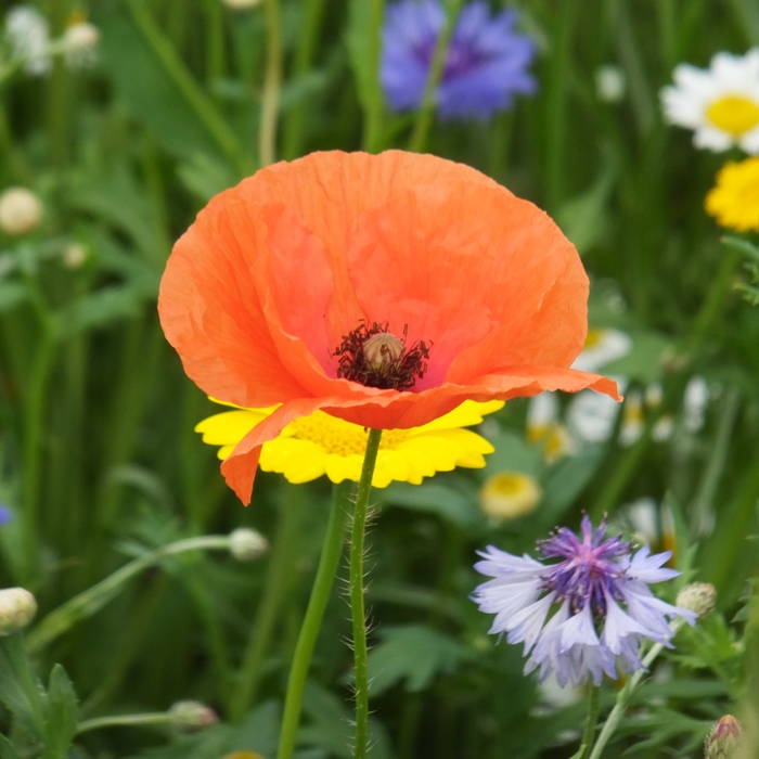 Orange poppy, a symbol of veterans groups