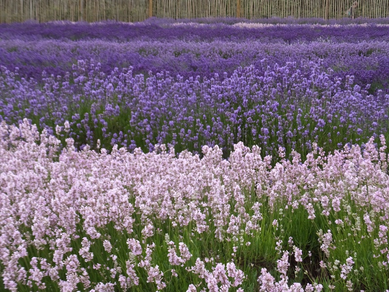 More rows of lavender