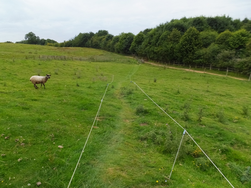 Ropes marking the trail with a sheep nearby