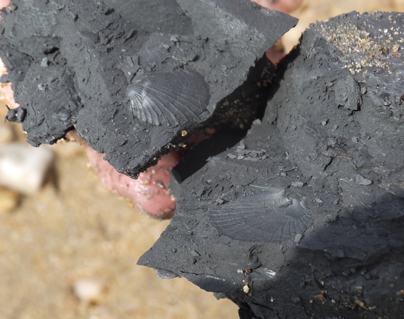 Impressions of shells in dark dirt