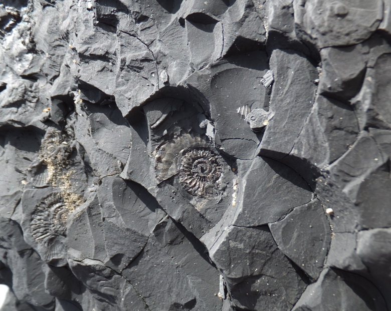 Impression of ammonite in dark dirt