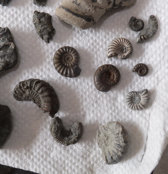Some of the ammonites that Norma and I found
