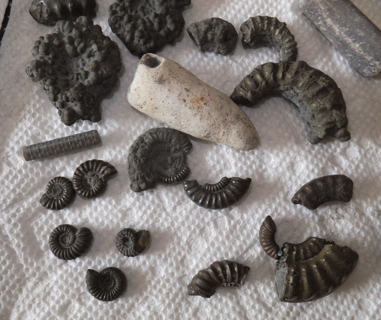 Fossils that Sara found