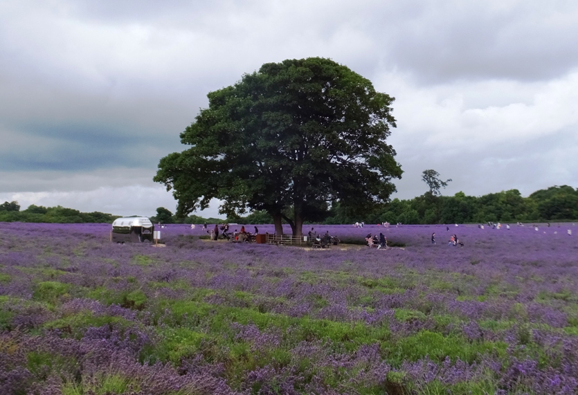 Two oak trees in the lavender field