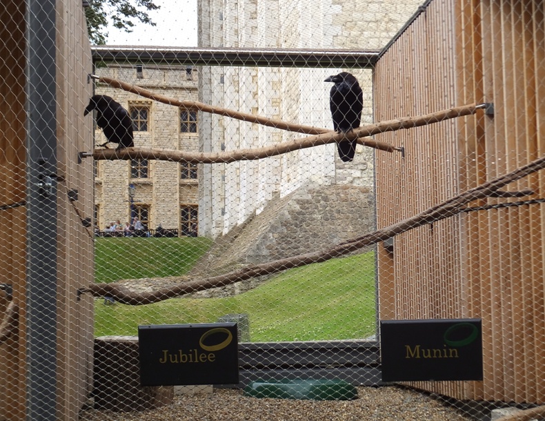 Two ravens in a cage