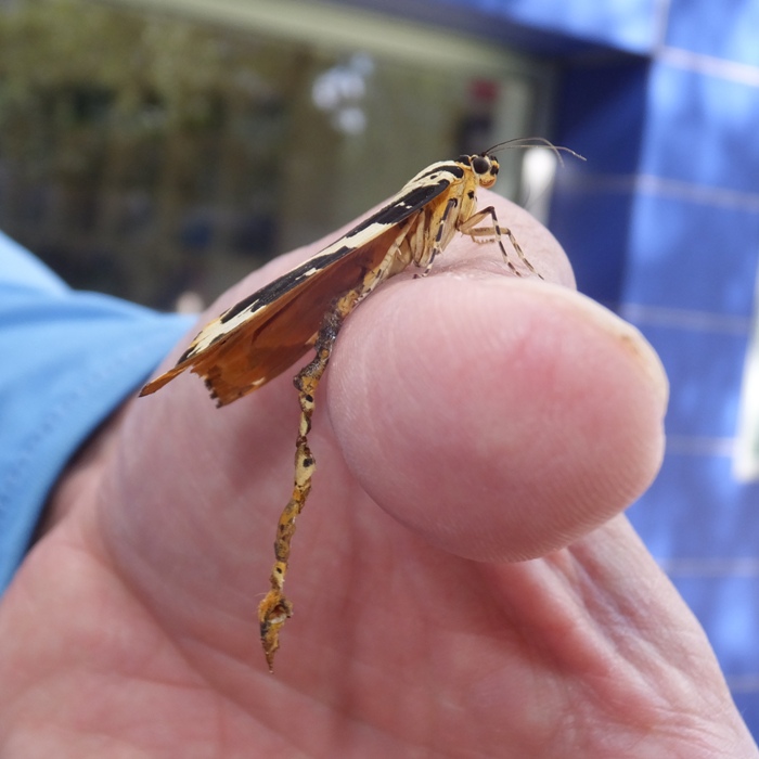 Butterfly with dead torso of its mate attached