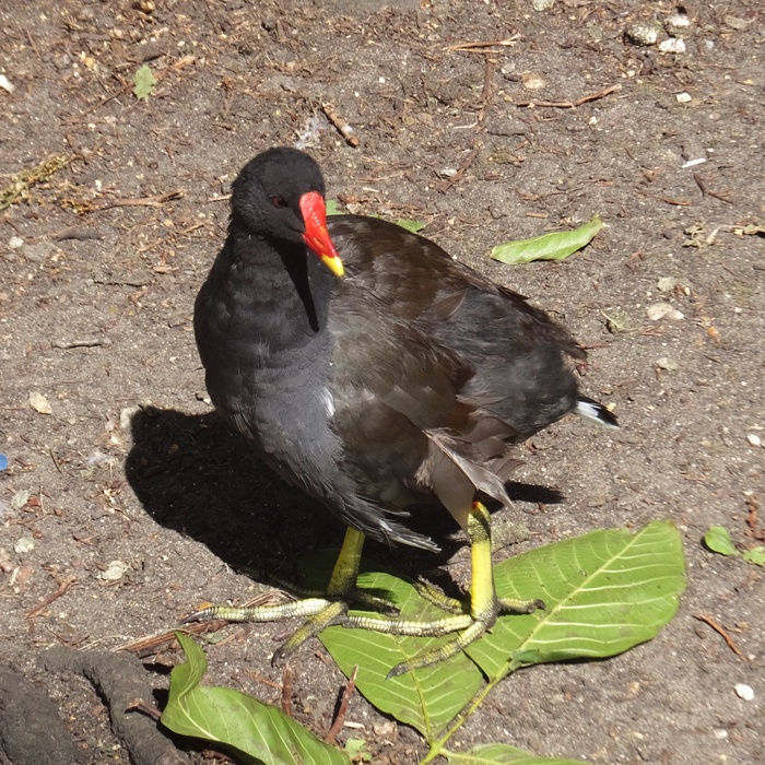 Moorhen