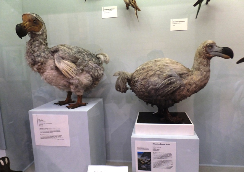 Two dodo birds