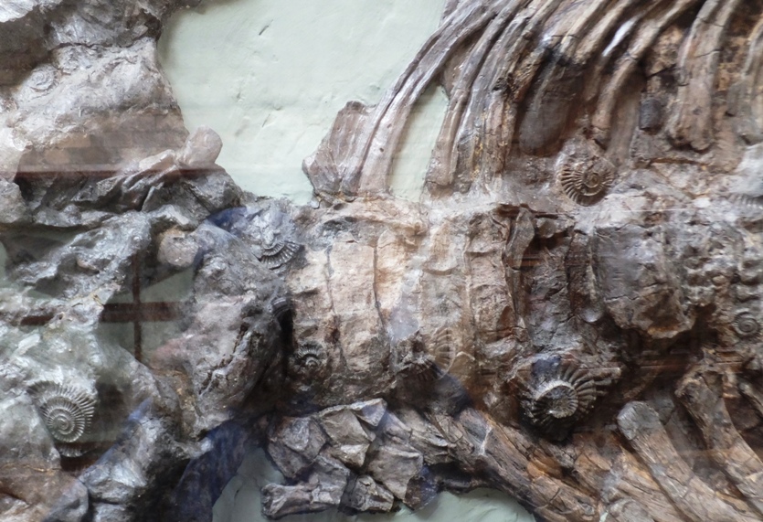 Several ammonites on an ichthyosaur