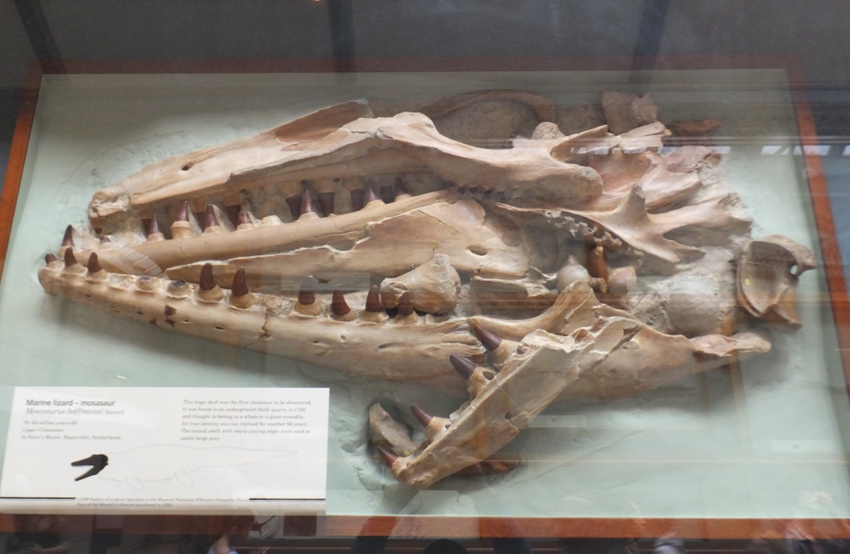 Mosasaur skull