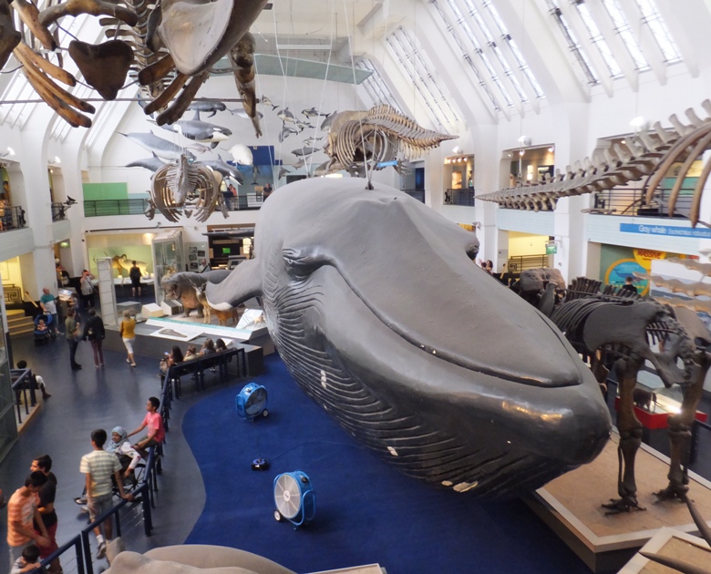 Gray whale hanging from the ceiling