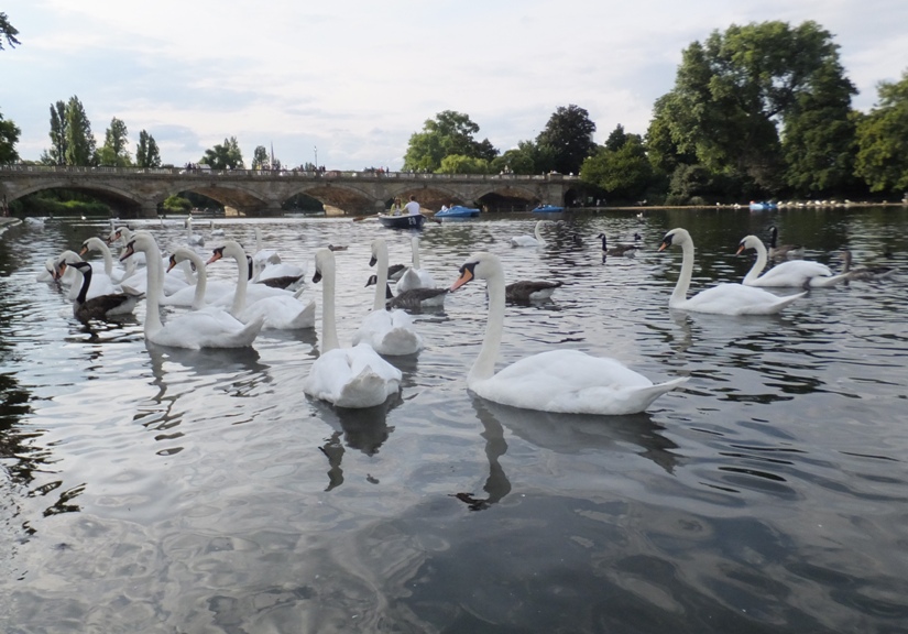 Several mute swans