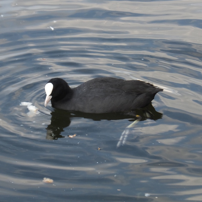 Coot on the water