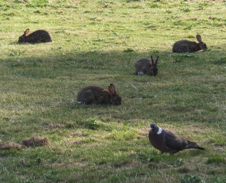 Four rabbits and a pigeon