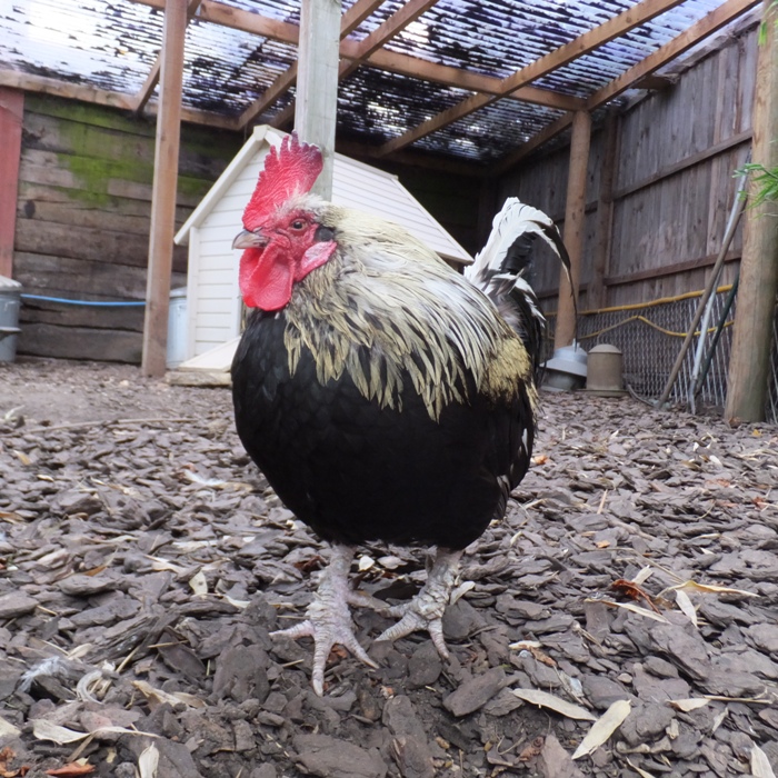 Gerald, a rooster