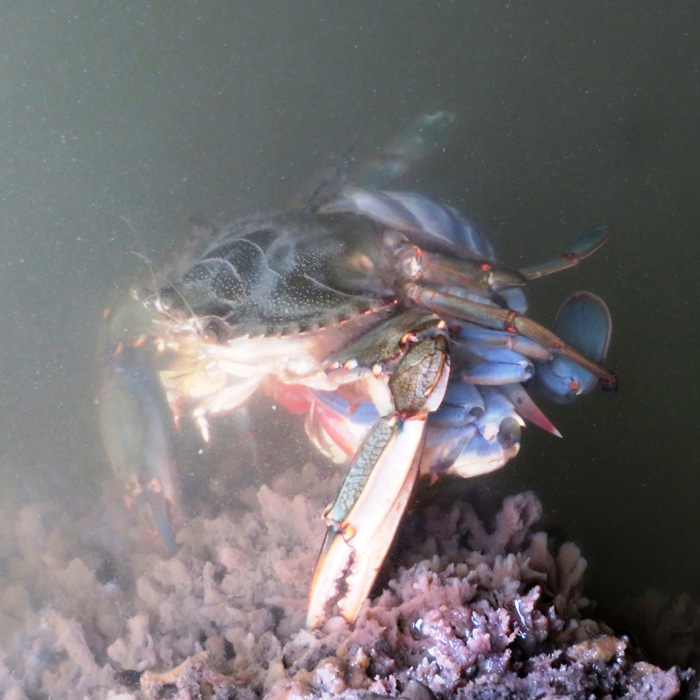 Soft shell crab with either its external shell or another crab on top