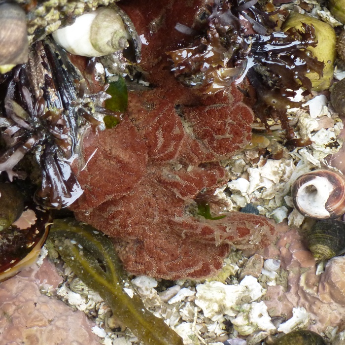 Possibly red coral