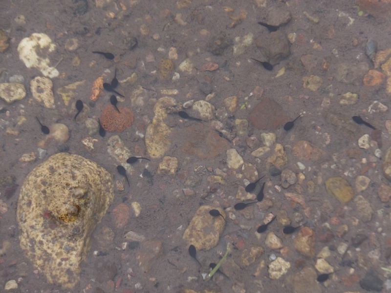 Tadpoles