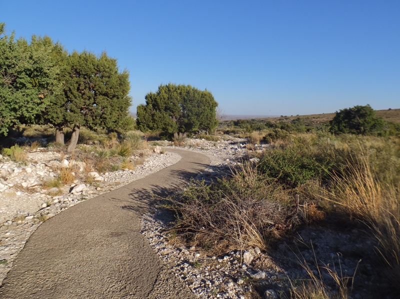 Path containing native plants