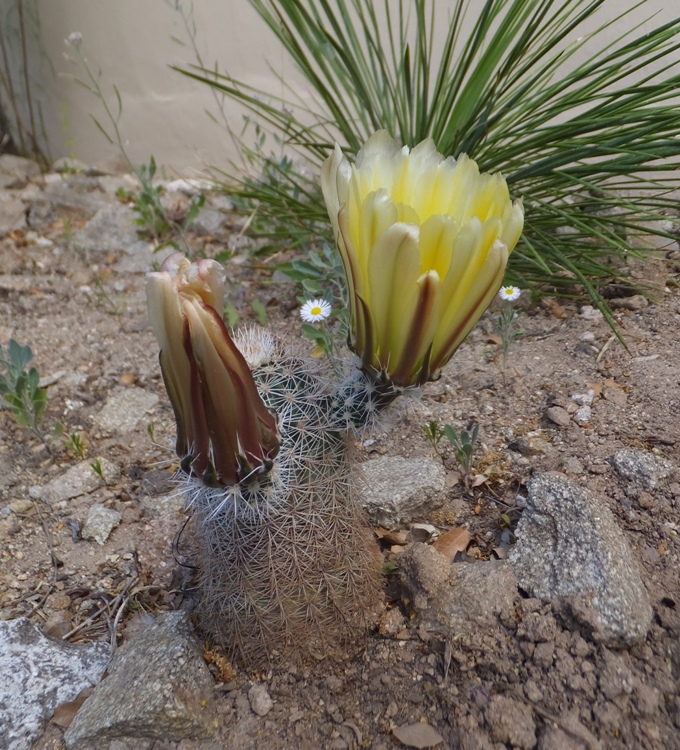 Big yellow flower on small cactus