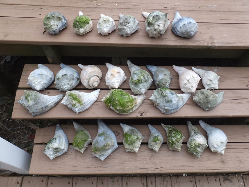 All the shells that Jimmy found