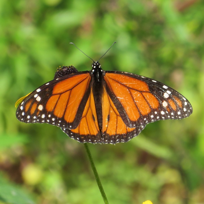 Top view of monarch butterfly