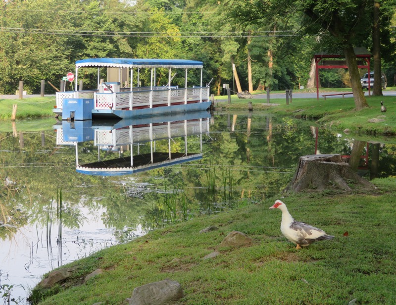 Muscovy duck near the canal