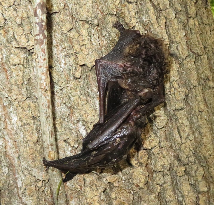 Bat on a tree