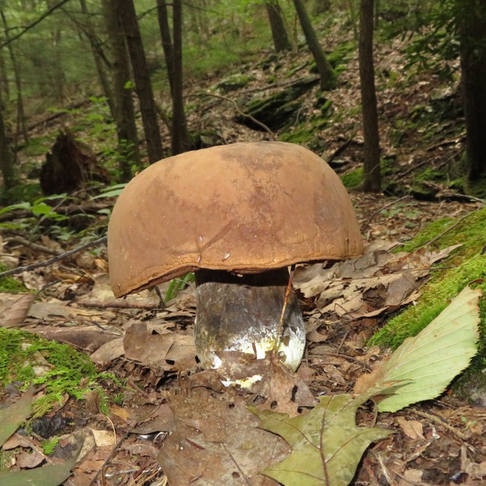 Profile of a mushroom with a top looking like an old war helmet