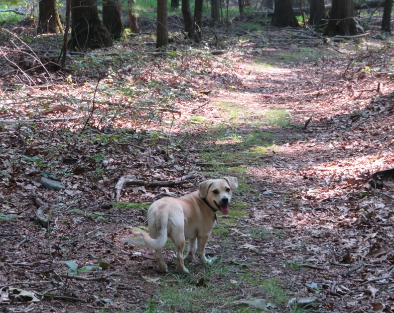 Daphne on trail looking energetic