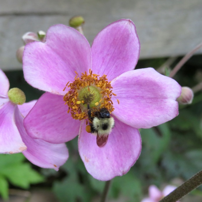 Pink flower with bee