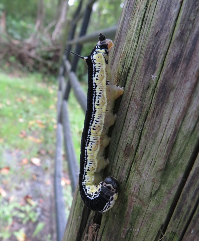 Catawba Worm