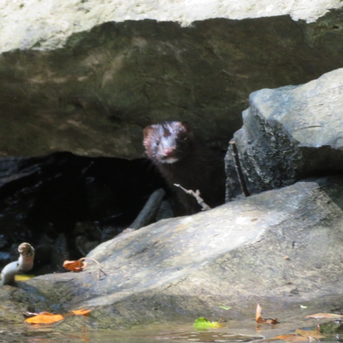 Mink in the rocks by the water