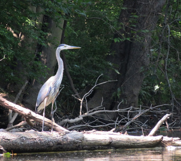 Great blue heron perched on fallen tree