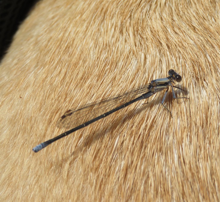 Damselfly on Daphne