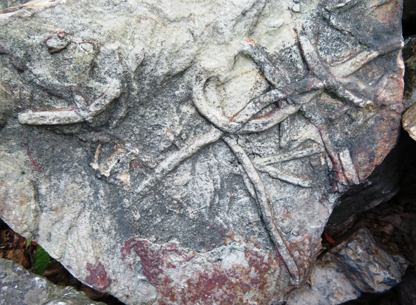 Likely fossil in rock