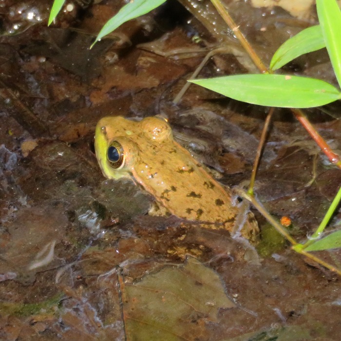 Frog, half in water