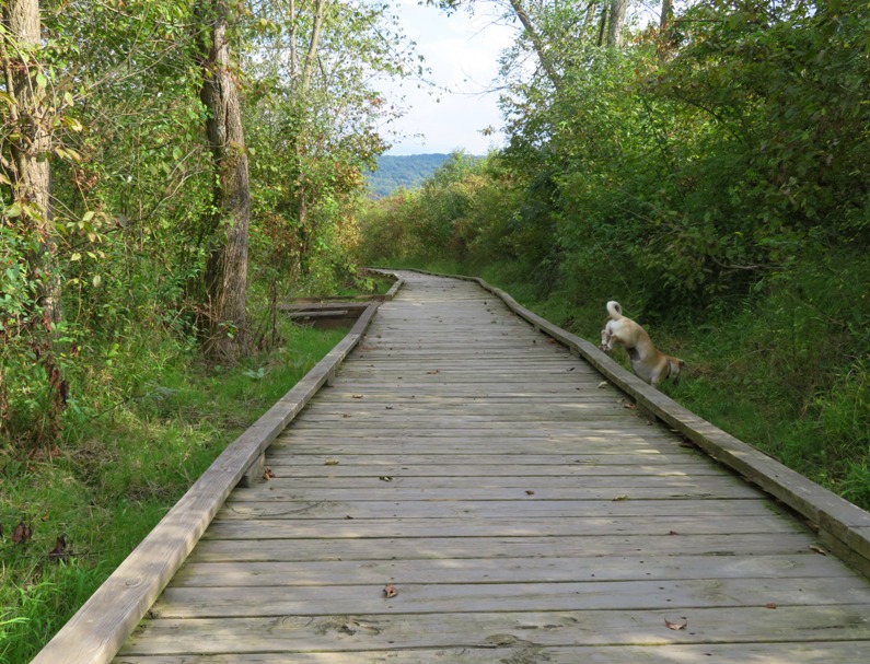 Daphne jumping off the boardwalk