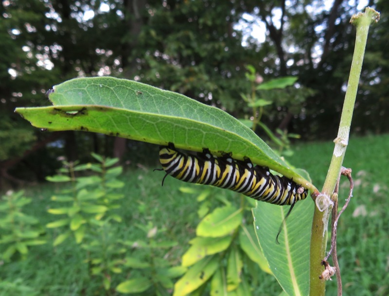 Monarch caterpillar under leaf