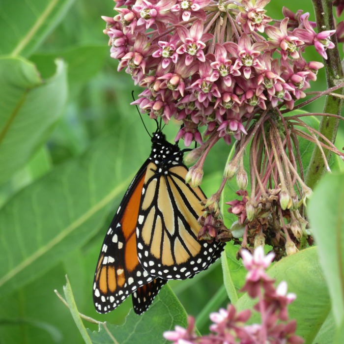Side view of monarch butterfly on flowers