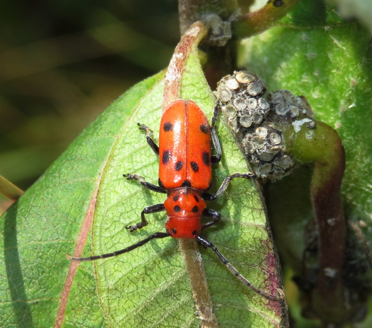 Red Milkweed Beetle