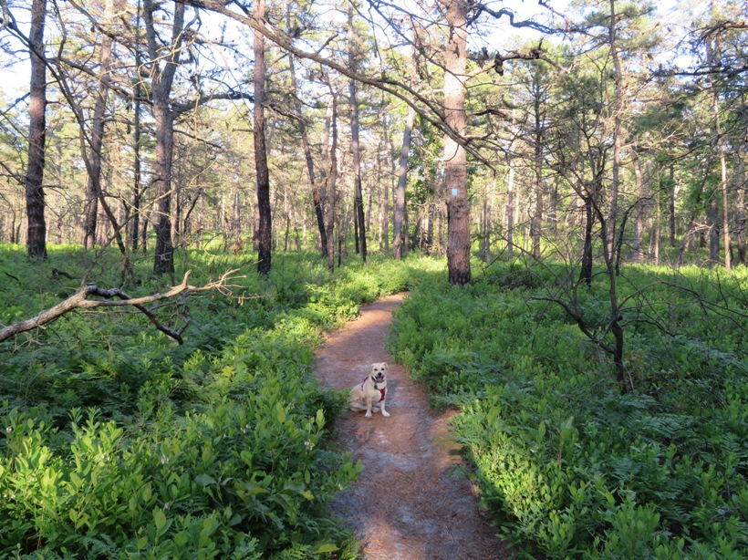 Daphne on trail surrounded by greenery