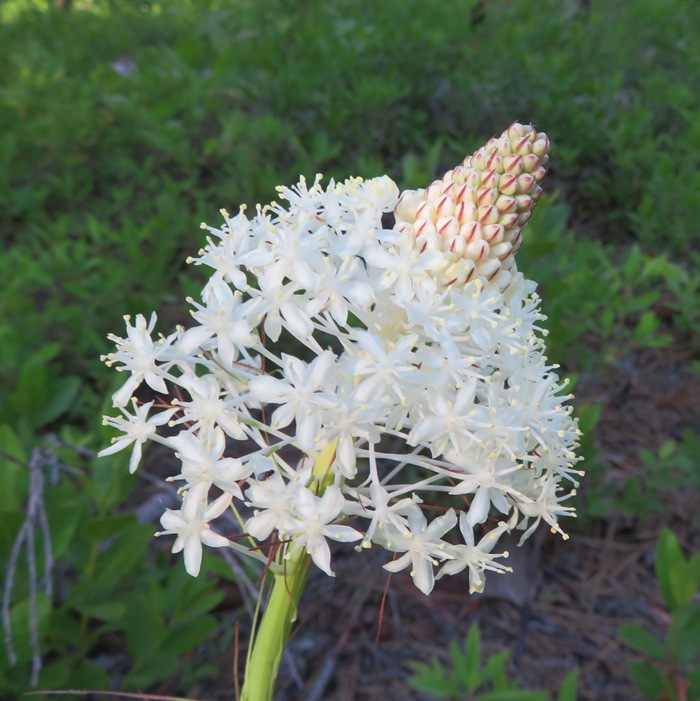 Small white flowers