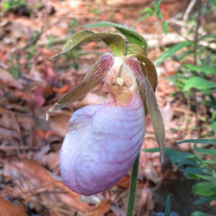 Oval-shaped pink flower